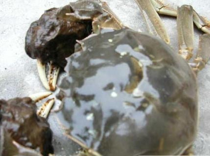 穿孔石膏板系列